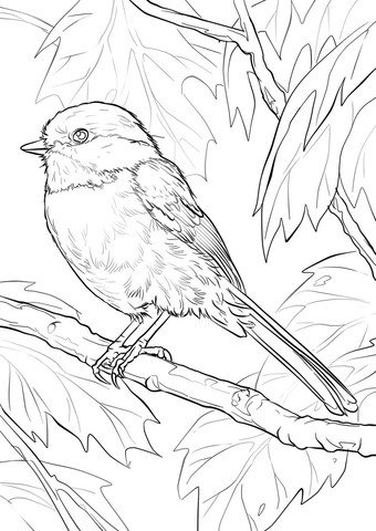 Black Capped Chickadee Coloring Page